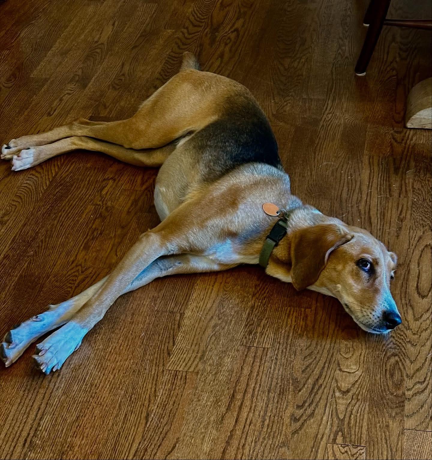 Enlarge Fern, an adopted Hound in Raleigh, NC image 4/6