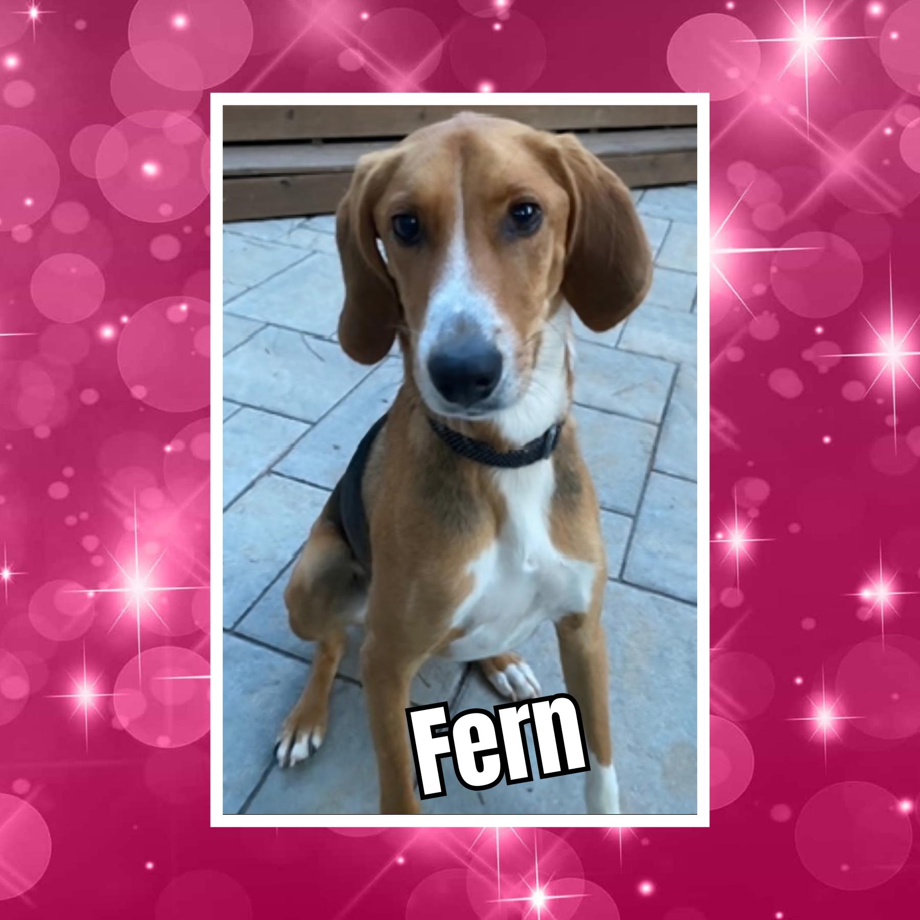 Enlarge Fern, an adopted Hound in Raleigh, NC image 1/6