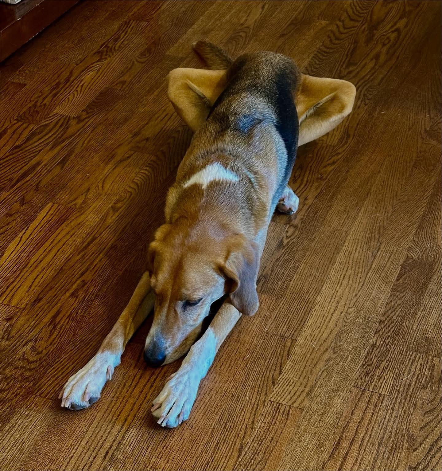 Enlarge Fern, an adopted Hound in Raleigh, NC image 5/6