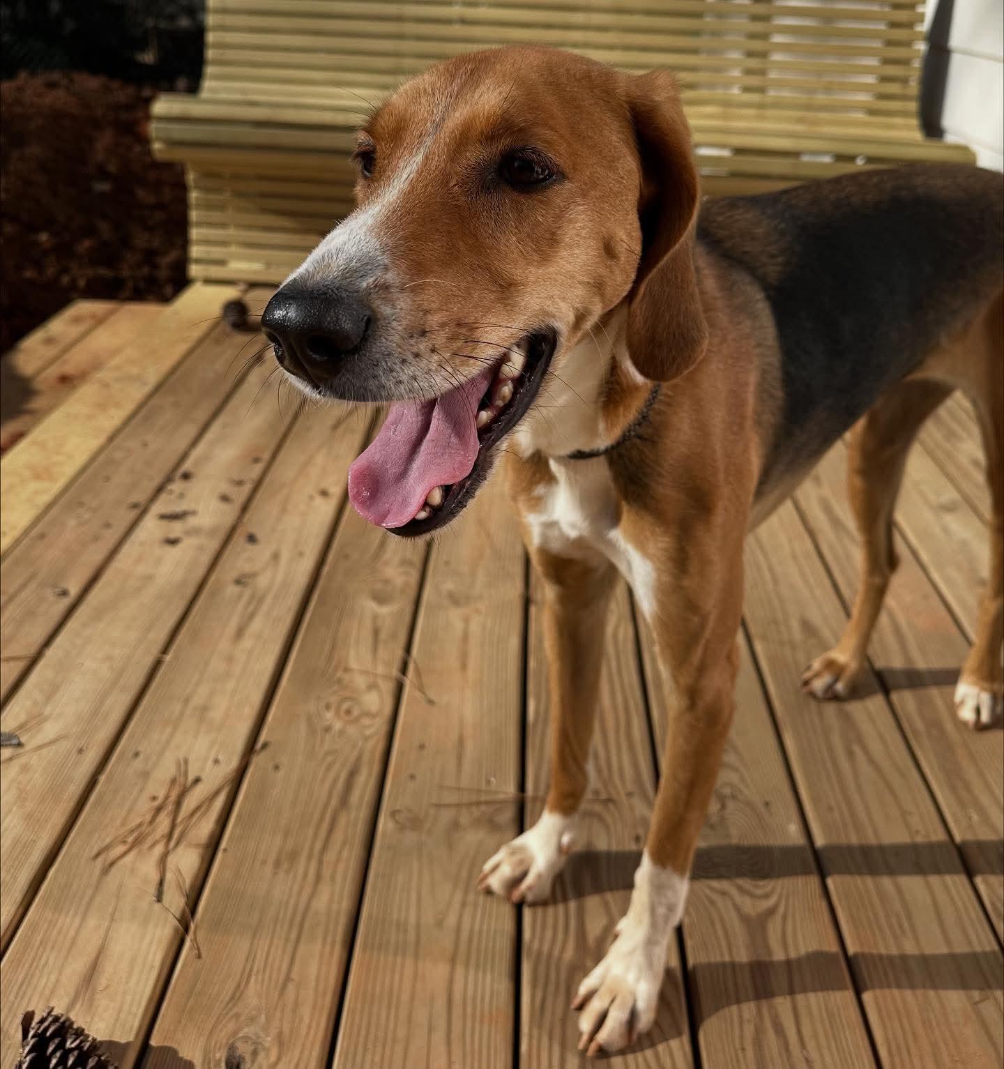 Enlarge Fern, an adopted Hound in Raleigh, NC image 6/6