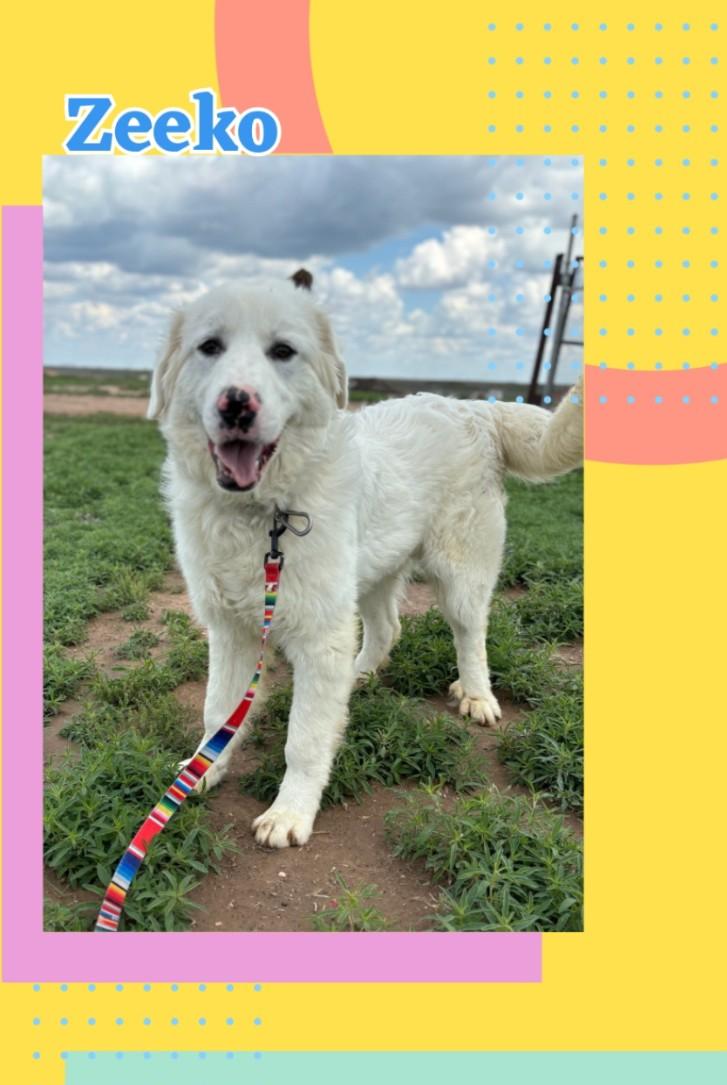 Zeeko, an adoptable Great Pyrenees in Amarillo, TX, 79105 | Photo Image 1