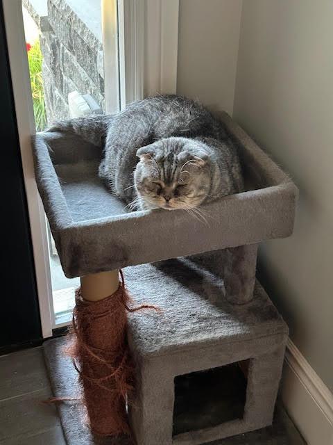 Enlarge Louis, a ADOPTABLE mixed breed in Guelph, ON image 4/5