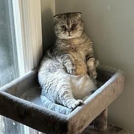 Louis, ADOPTABLE, Adult Male Scottish Fold & Munchkin.