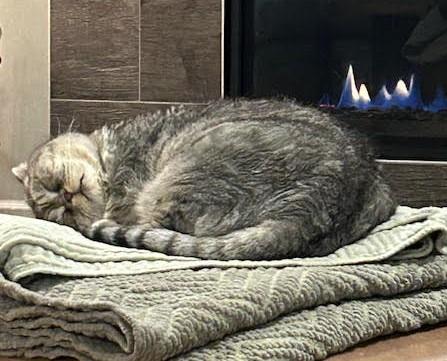 Enlarge Louis, a ADOPTABLE mixed breed in Guelph, ON image 3/5