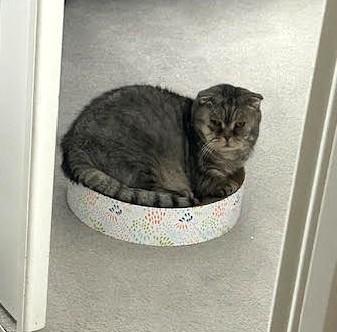 Enlarge Louis, a ADOPTABLE mixed breed in Guelph, ON image 5/5