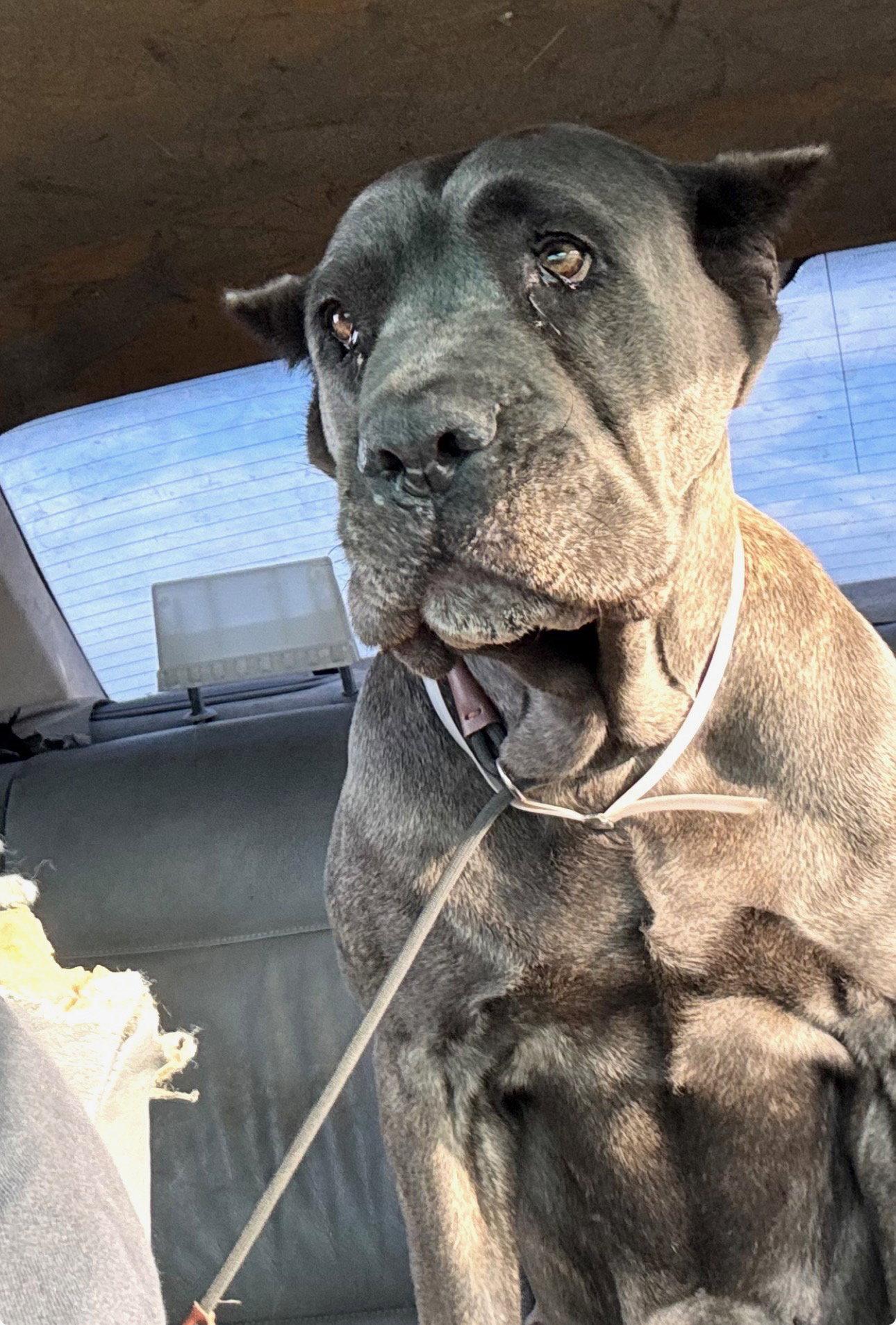 Enlarge Regina, a Adopted Cane Corso in Roseville, CA image 1/3