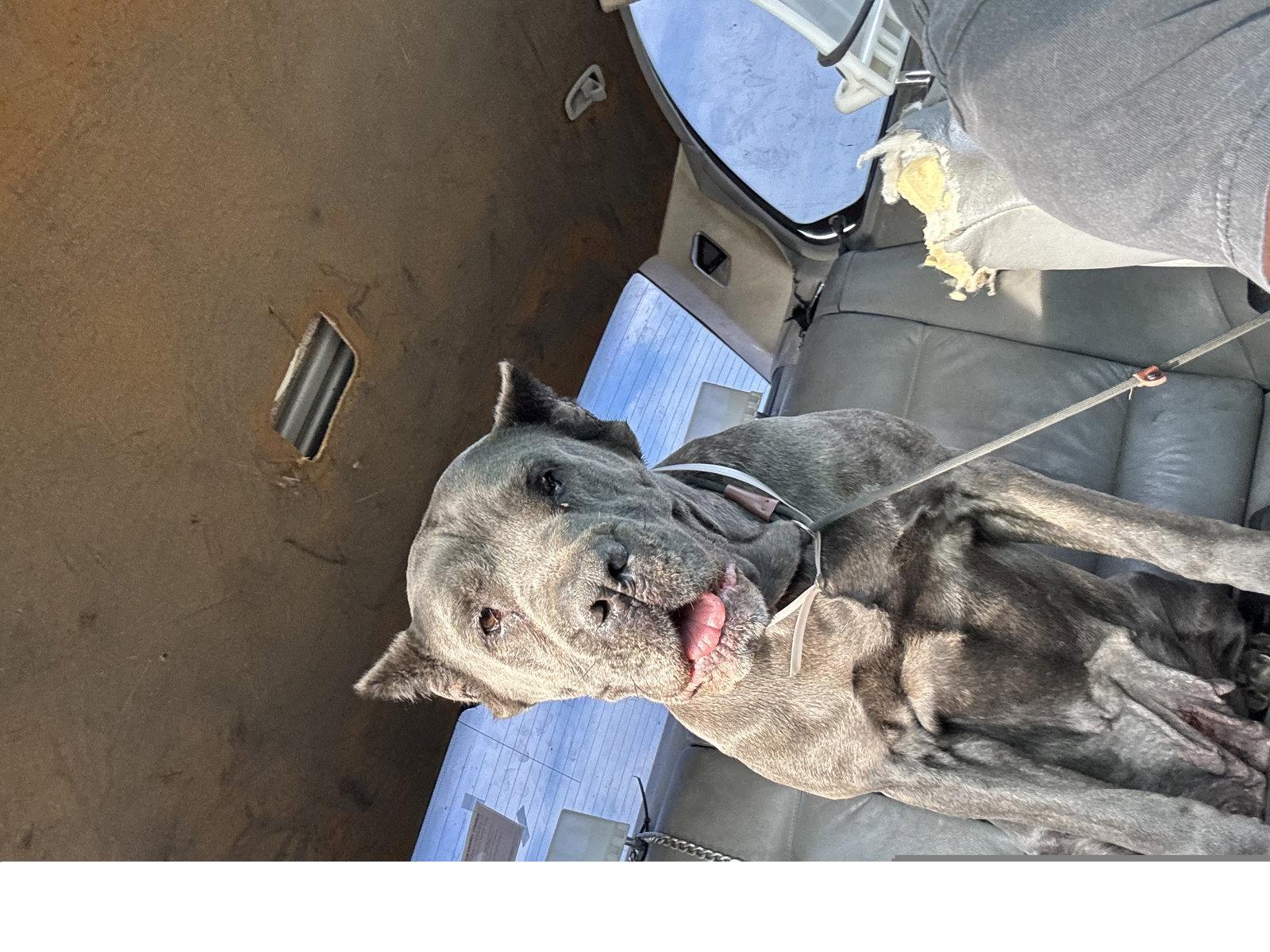 Enlarge Regina, a Adopted Cane Corso in Roseville, CA image 2/3