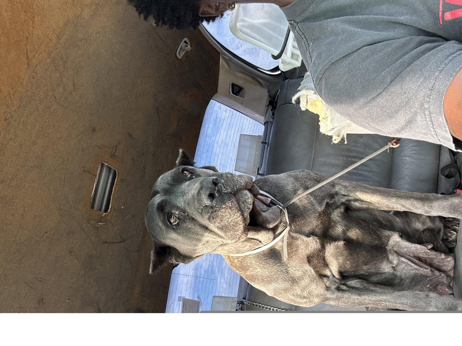 Enlarge Regina, a Adopted Cane Corso in Roseville, CA image 3/3