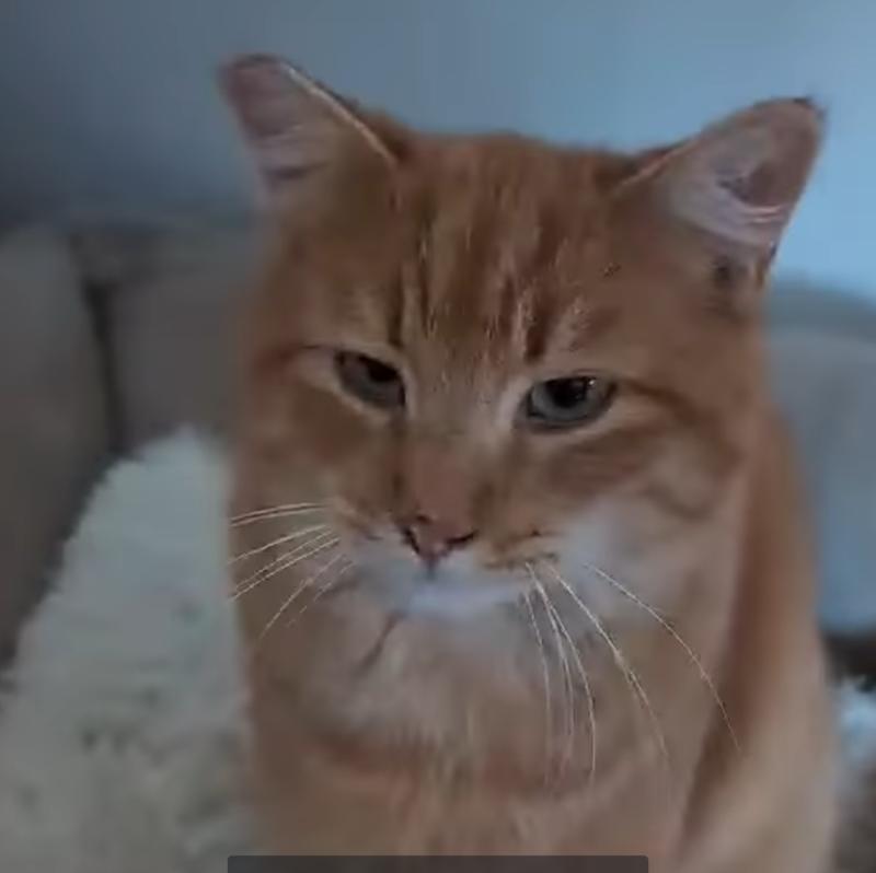 Aspen, Adoptable, Adult Male Domestic Short Hair.