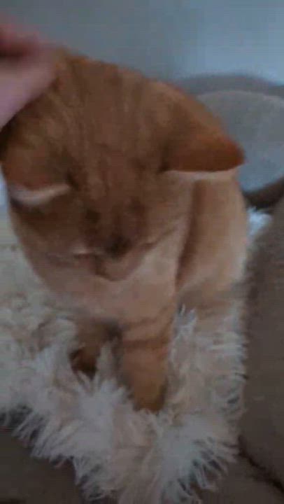 Enlarge Aspen, a Adoptable Domestic Short Hair in Howard, PA video 2/2