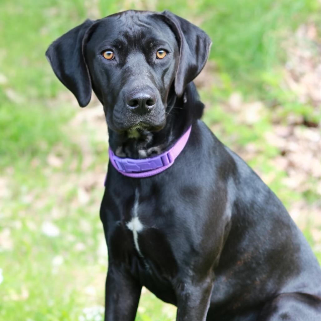 Enlarge CT Tad, a Adoptable mixed breed in Stormville, NY image 1/6