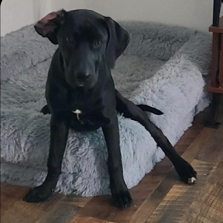 Enlarge CT Tad, a Adoptable mixed breed in Stormville, NY image 2/6