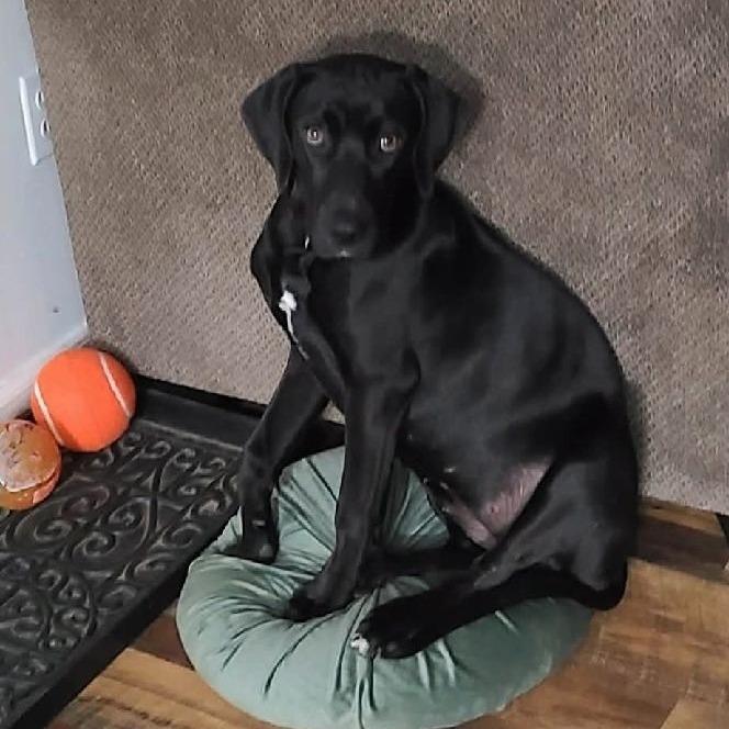 Enlarge CT Tad, a Adoptable mixed breed in Stormville, NY image 5/6