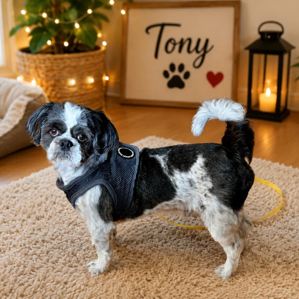 Enlarge Tony, a Adoptable Shih Tzu in Rochester, MN image 3/3