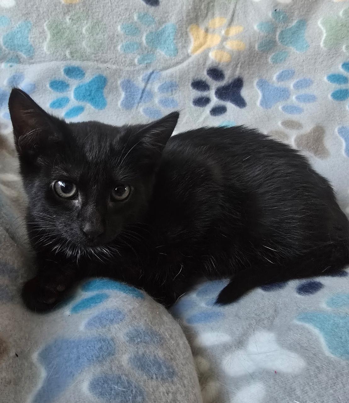 CLUE, a Adoptable Domestic Short Hair in Spotswood, NJ image 2/5