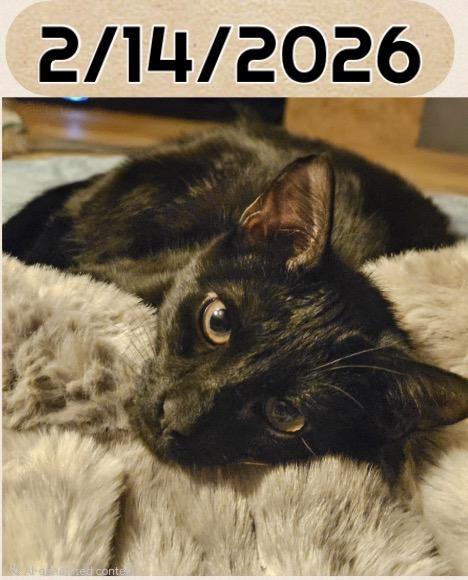 CLUE, Adoptable, Young Female Domestic Short Hair.