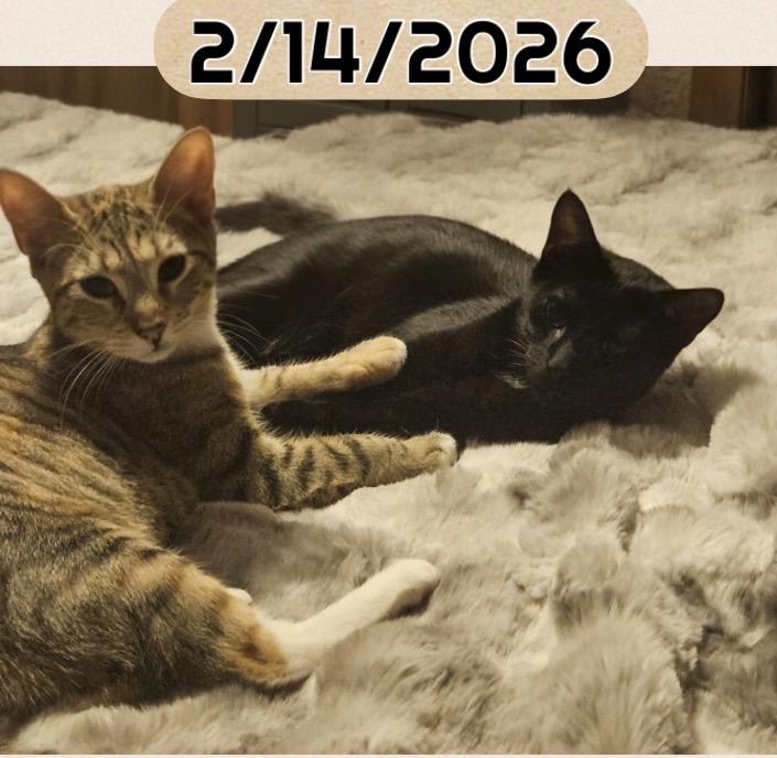 CLUE, a Adoptable Domestic Short Hair in Spotswood, NJ image 2/6