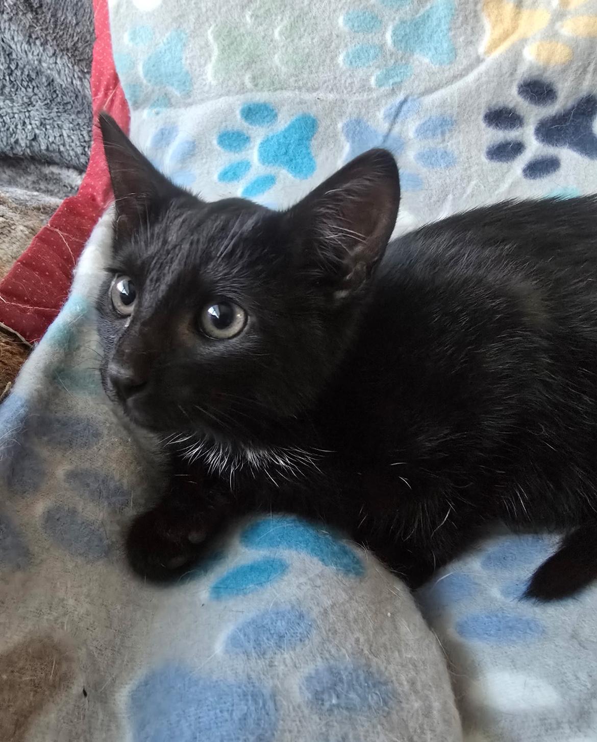 CLUE, Adoptable, Young Female Domestic Short Hair.