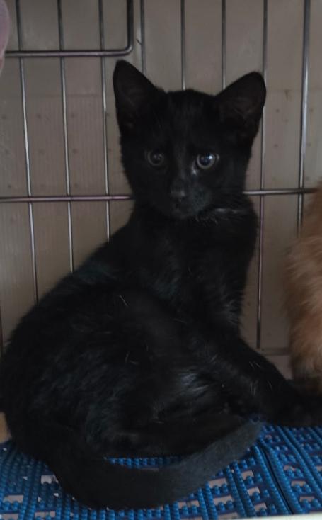 CLUE, a Adoptable Domestic Short Hair in Spotswood, NJ image 3/5