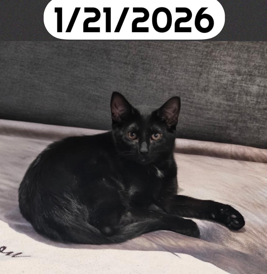 CLUE, Adoptable, Young Female Domestic Short Hair.