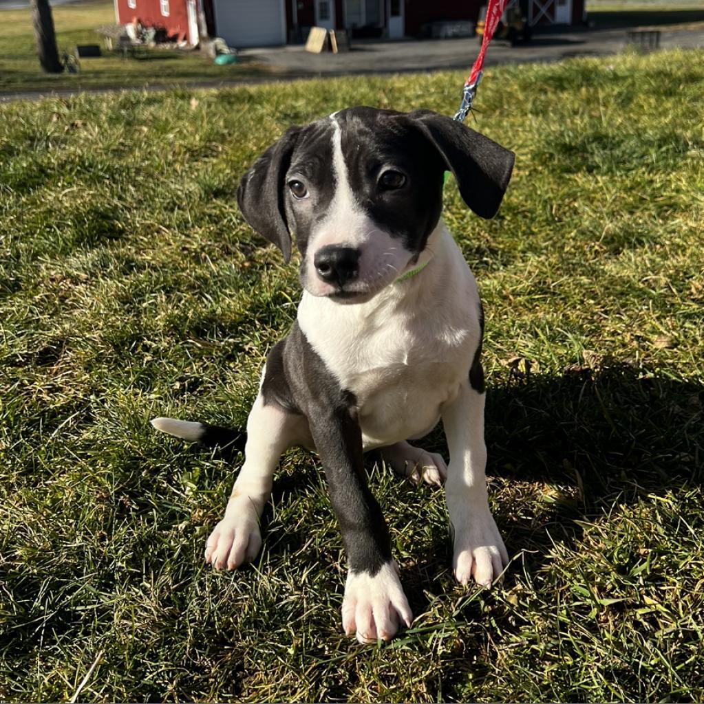 Enlarge Cricket/Josie, a Adoptable Mixed Breed image 1/3