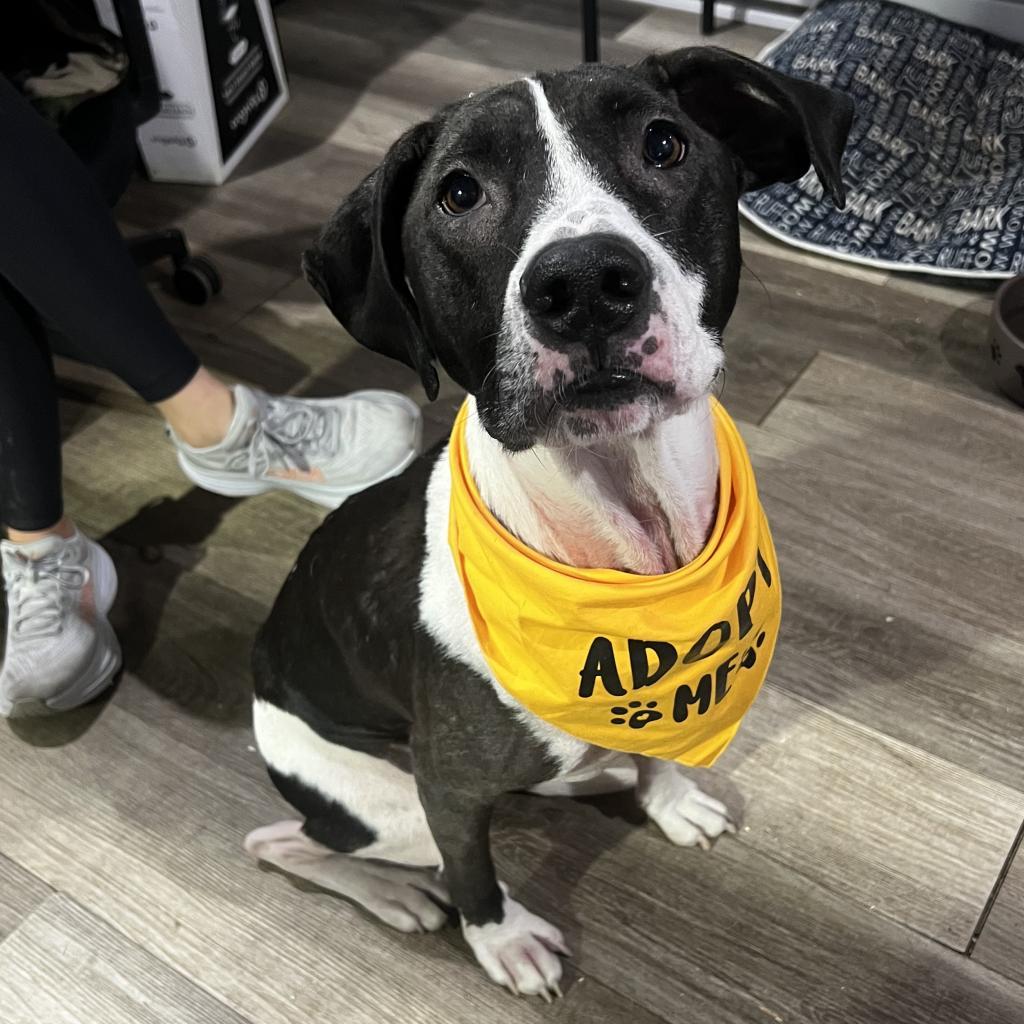 Enlarge Cricket/Josie, a Adoptable Mixed Breed image 3/3