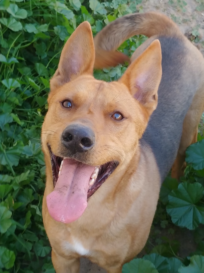 Parker, Adoptable, Adult Male Carolina Dog & Akita.