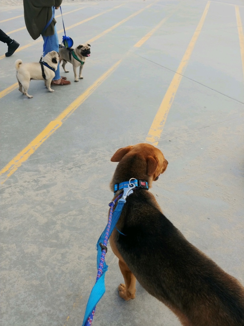 Parker, a Adoptable mixed breed in Portland, OR image 5/6