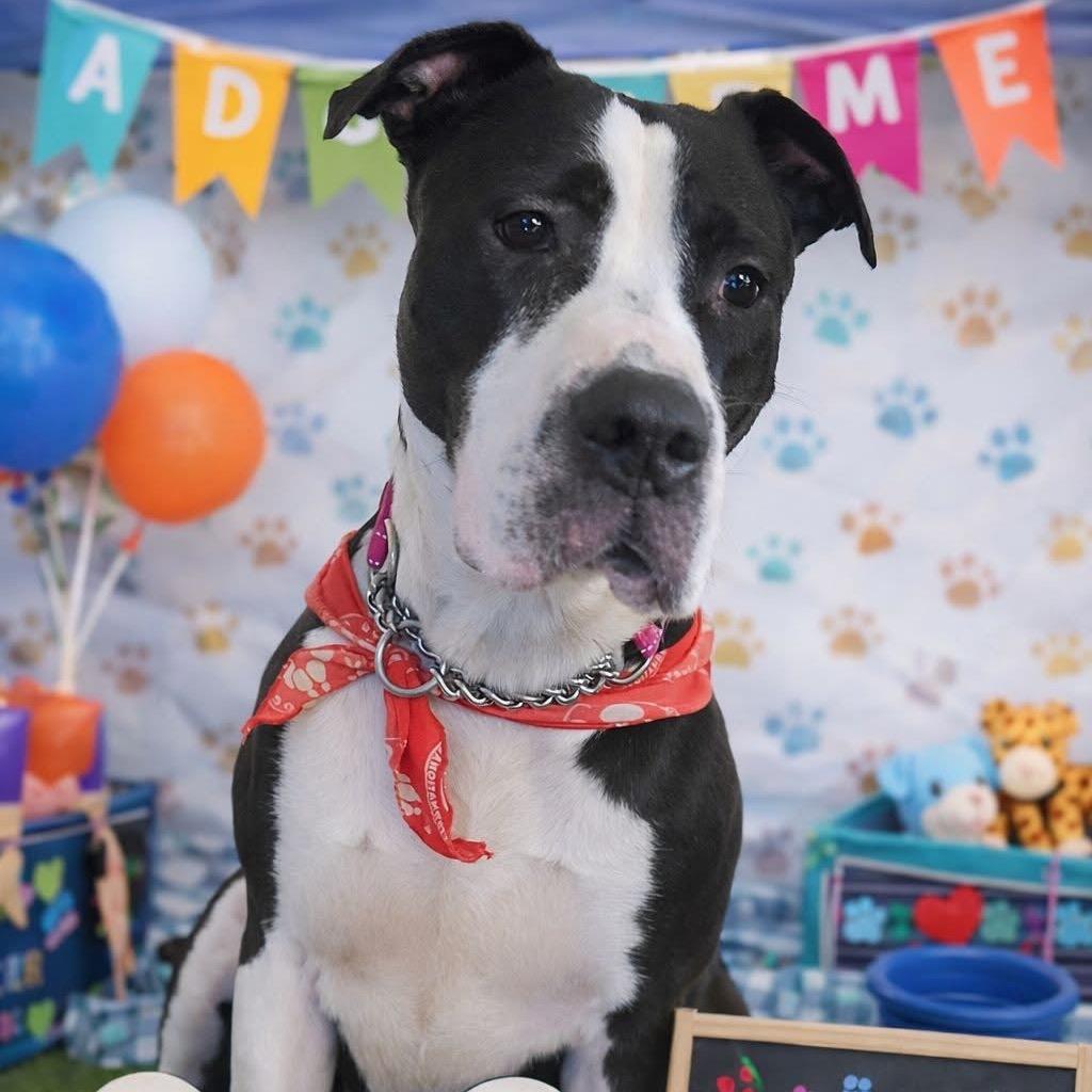 Enlarge Nala, a Adoptable Pit Bull Terrier in Melbourne, KY image 1/3