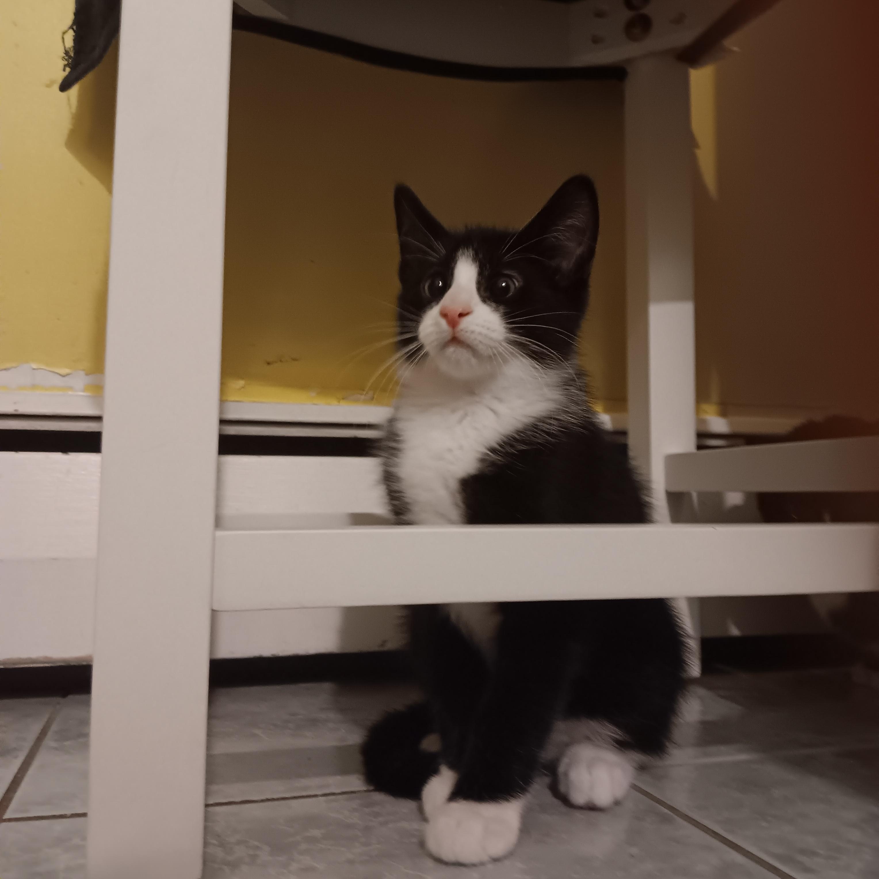 Heidi, adopted, Kitten Female Domestic Short Hair.