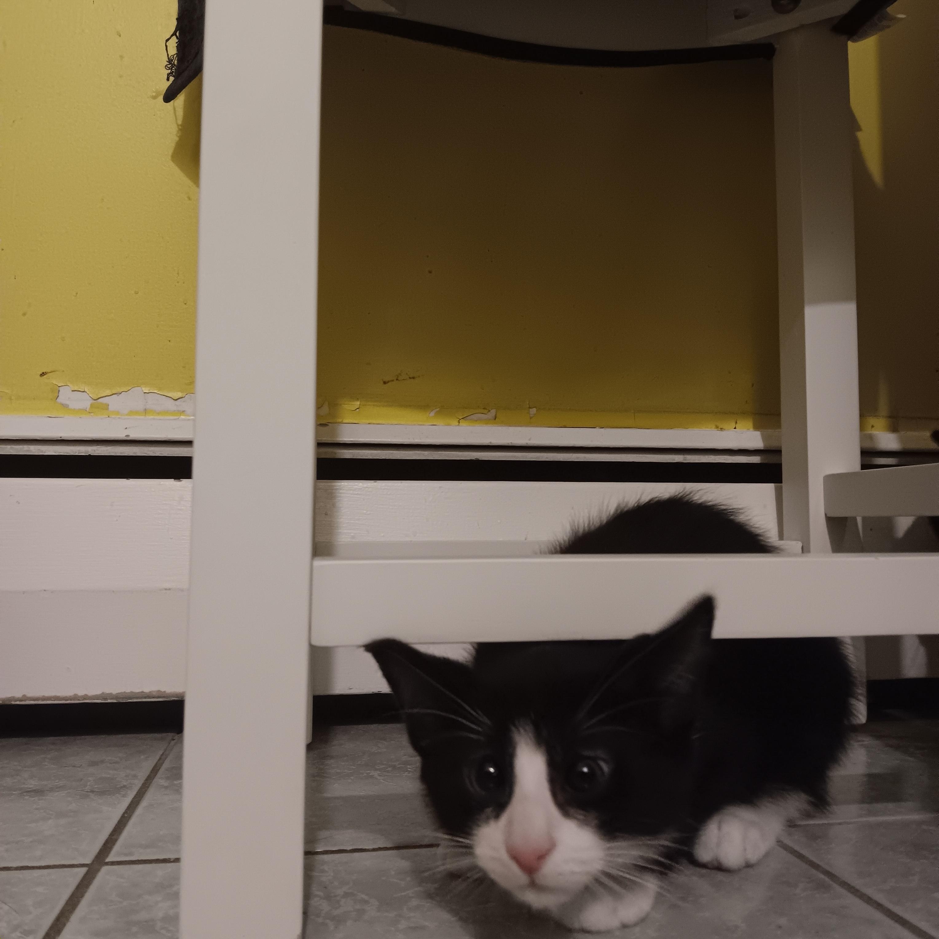 Enlarge Heidi, an adopted Domestic Short Hair in Melrose, MA image 2/2