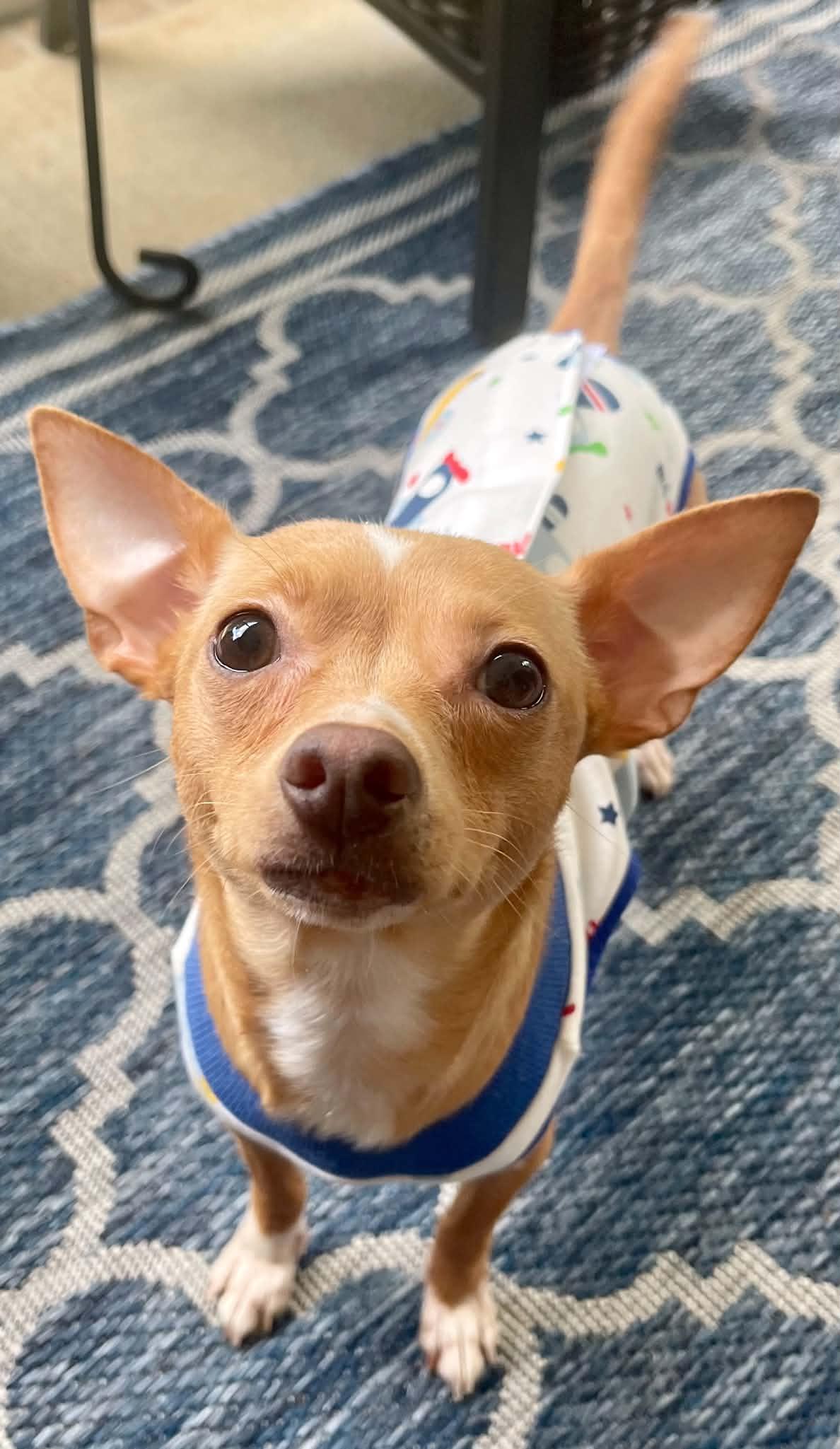 Ellie - ADOPTION PENDING!!!, Adoptable, Young Female Chihuahua.