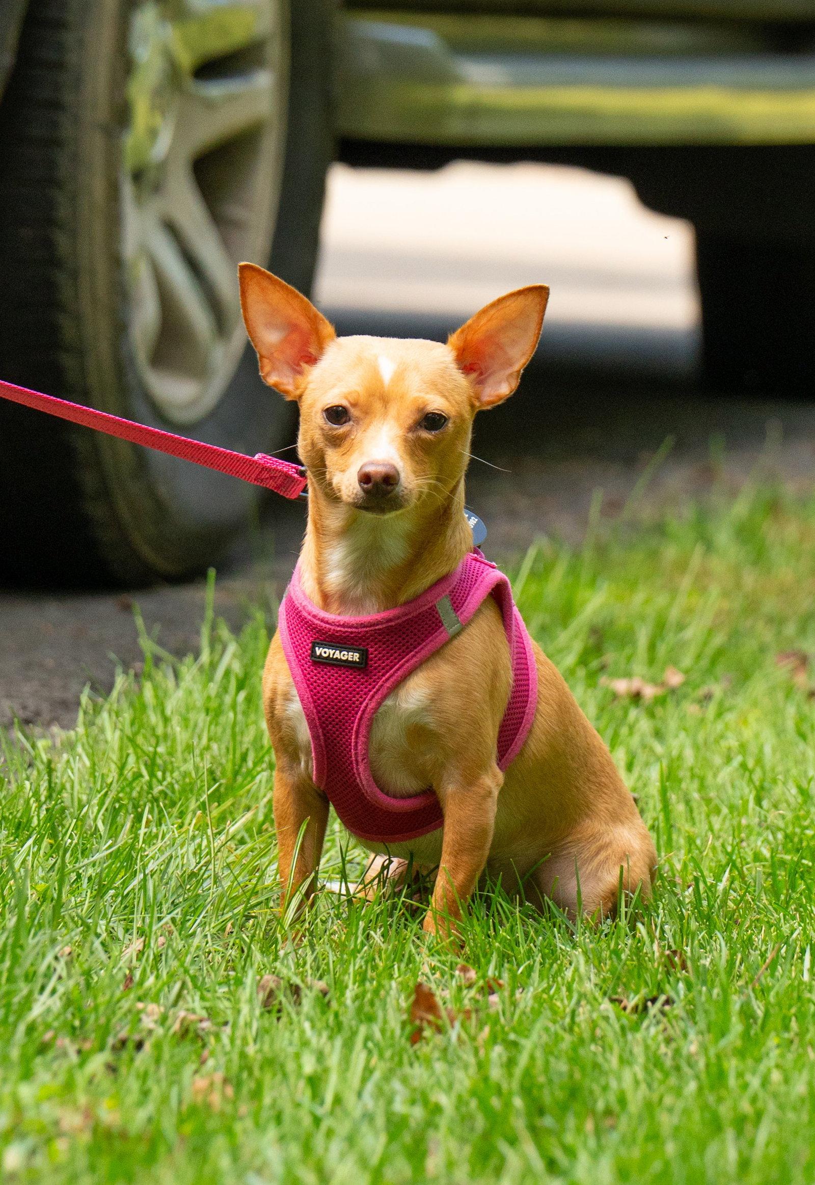 Enlarge Ellie - ADOPTION PENDING!!!, a Adoptable Chihuahua in Arlington, VA image 2/3
