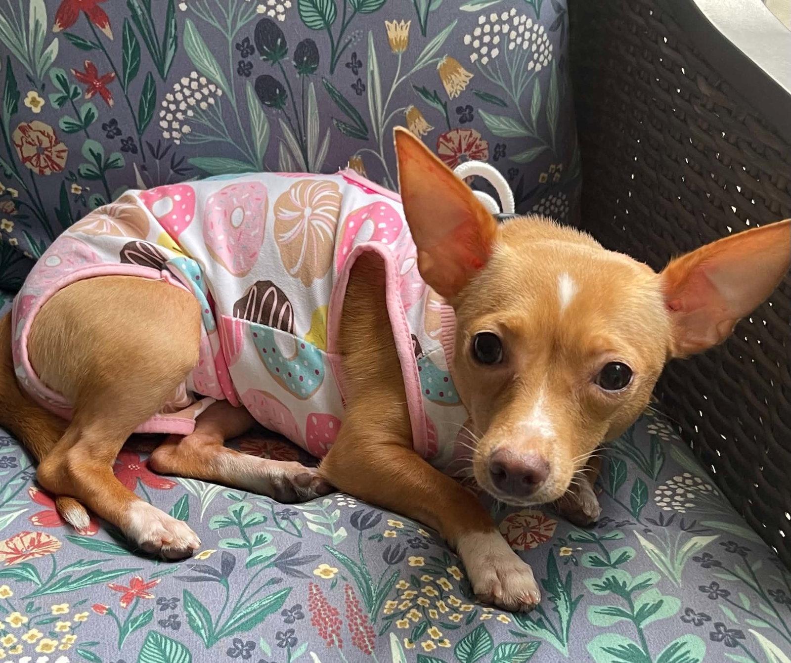 Enlarge Ellie - ADOPTION PENDING!!!, a Adoptable Chihuahua in Arlington, VA image 3/3