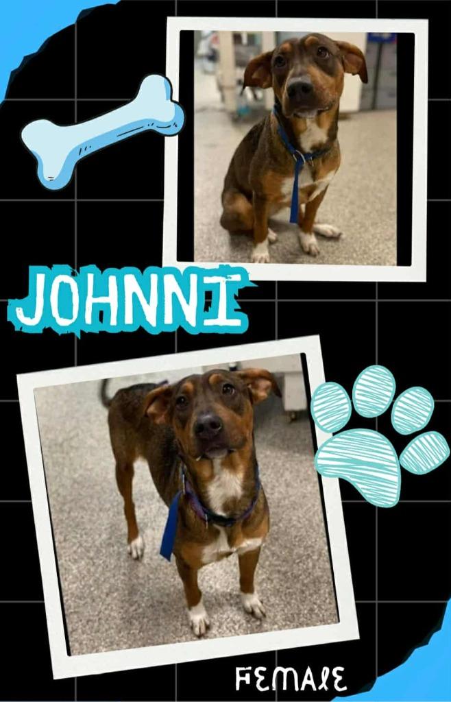 Enlarge Johnni, a Adoptable mixed breed in Blountville, TN image 1/1