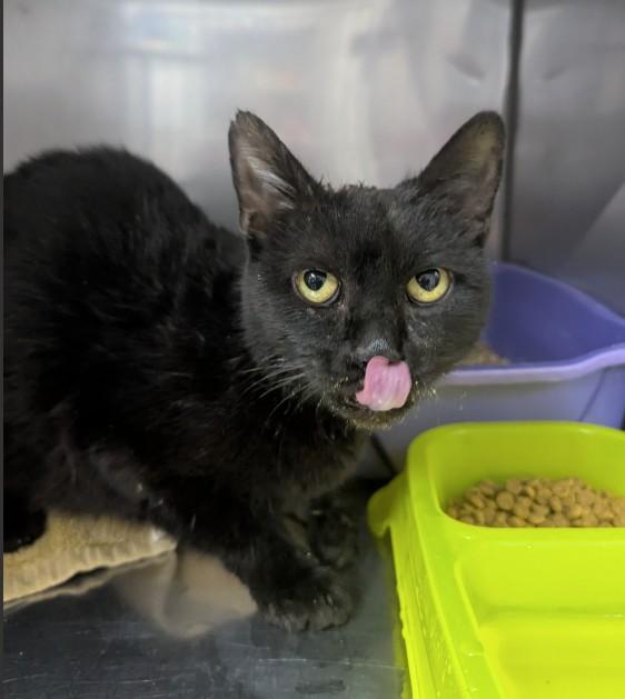 JADE, Adoptable, Young Female Domestic Short Hair.