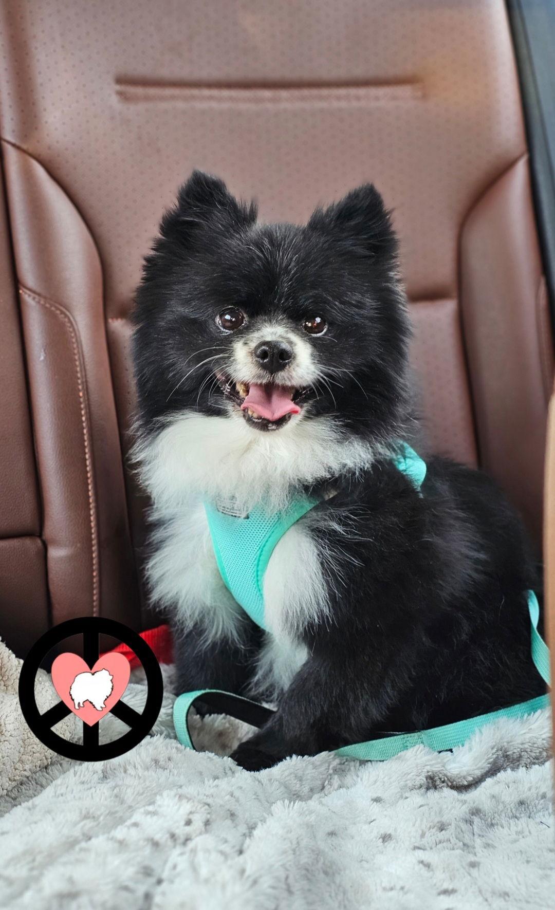 Enlarge Timmy, a Adoptable Pomeranian in Lebanon, PA image 1/3