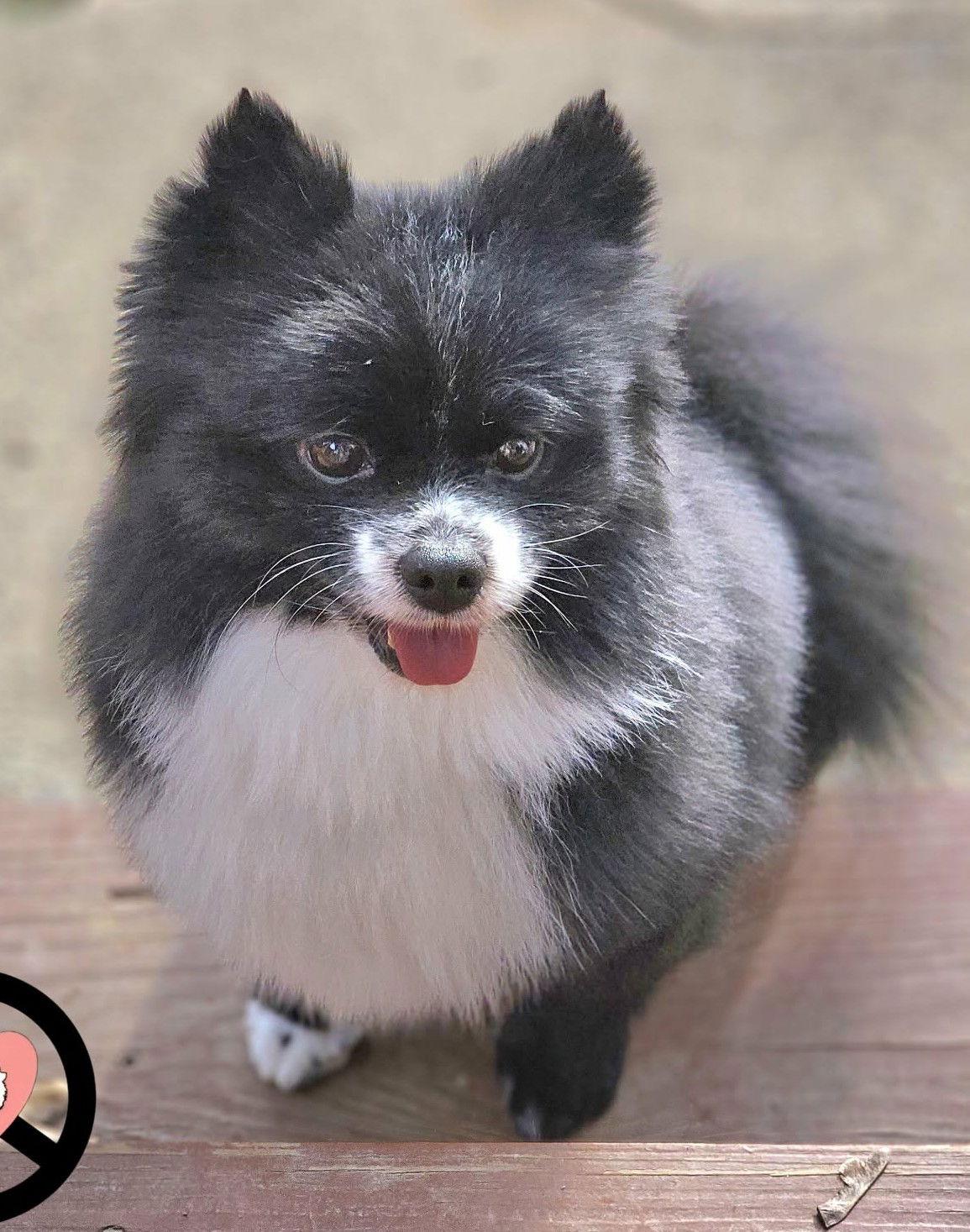 Enlarge Timmy, a Adoptable Pomeranian in Lebanon, PA image 2/3