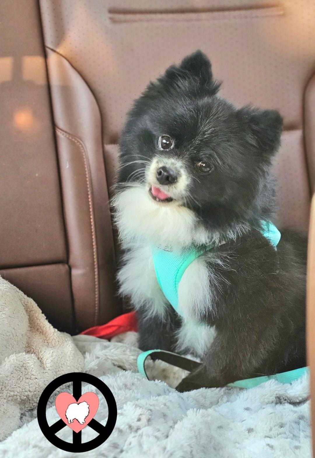 Enlarge Timmy, a Adoptable Pomeranian in Lebanon, PA image 3/3