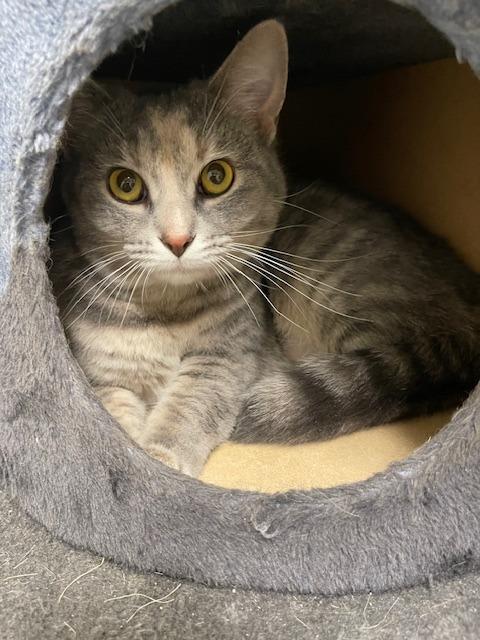 Enlarge BUNNY, a Adoptable mixed breed in Sandusky, OH image 1/1