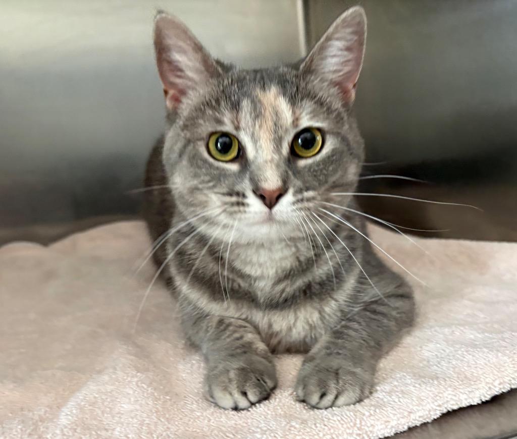 Enlarge BUNNY, a Adoptable mixed breed in Sandusky, OH image 3/3