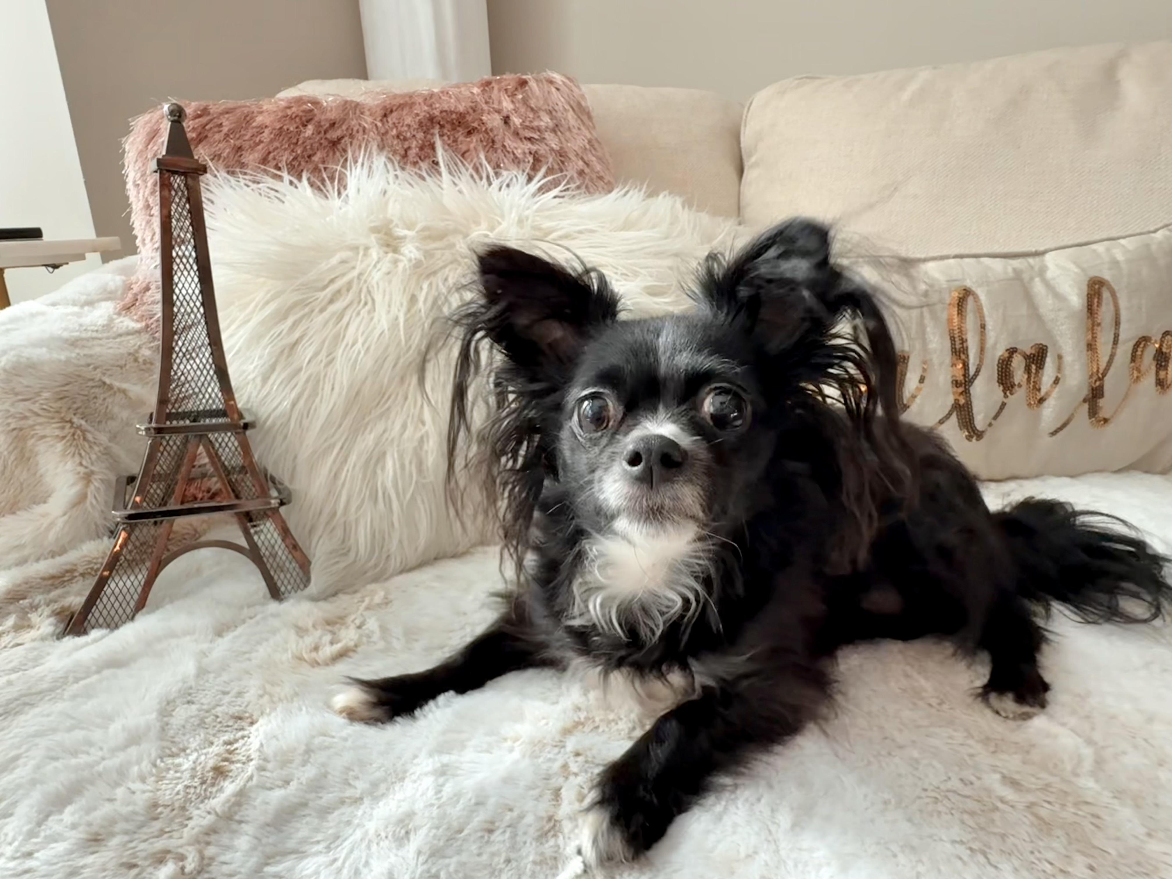 Enlarge Paris, a Adopted mixed breed in Atlanta, GA image 3/6