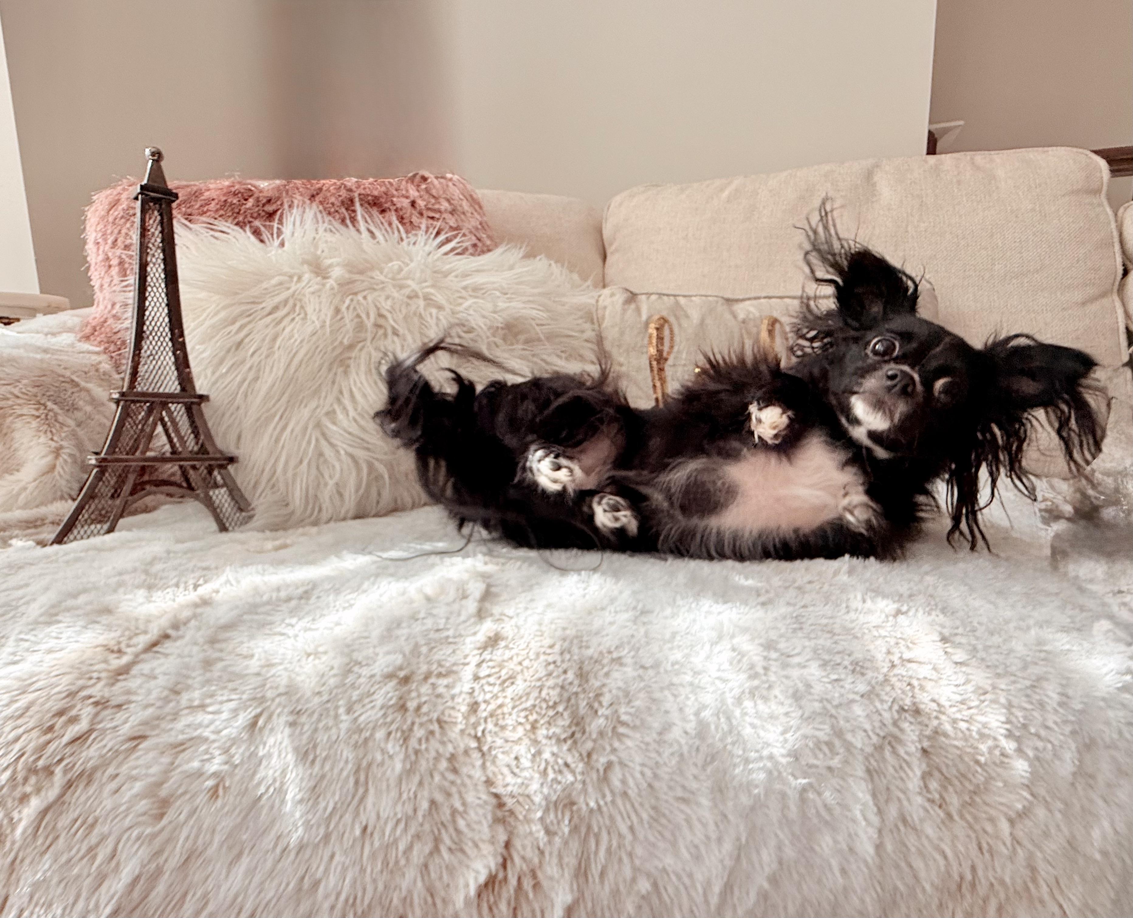 Enlarge Paris, a Adopted mixed breed in Atlanta, GA image 4/6