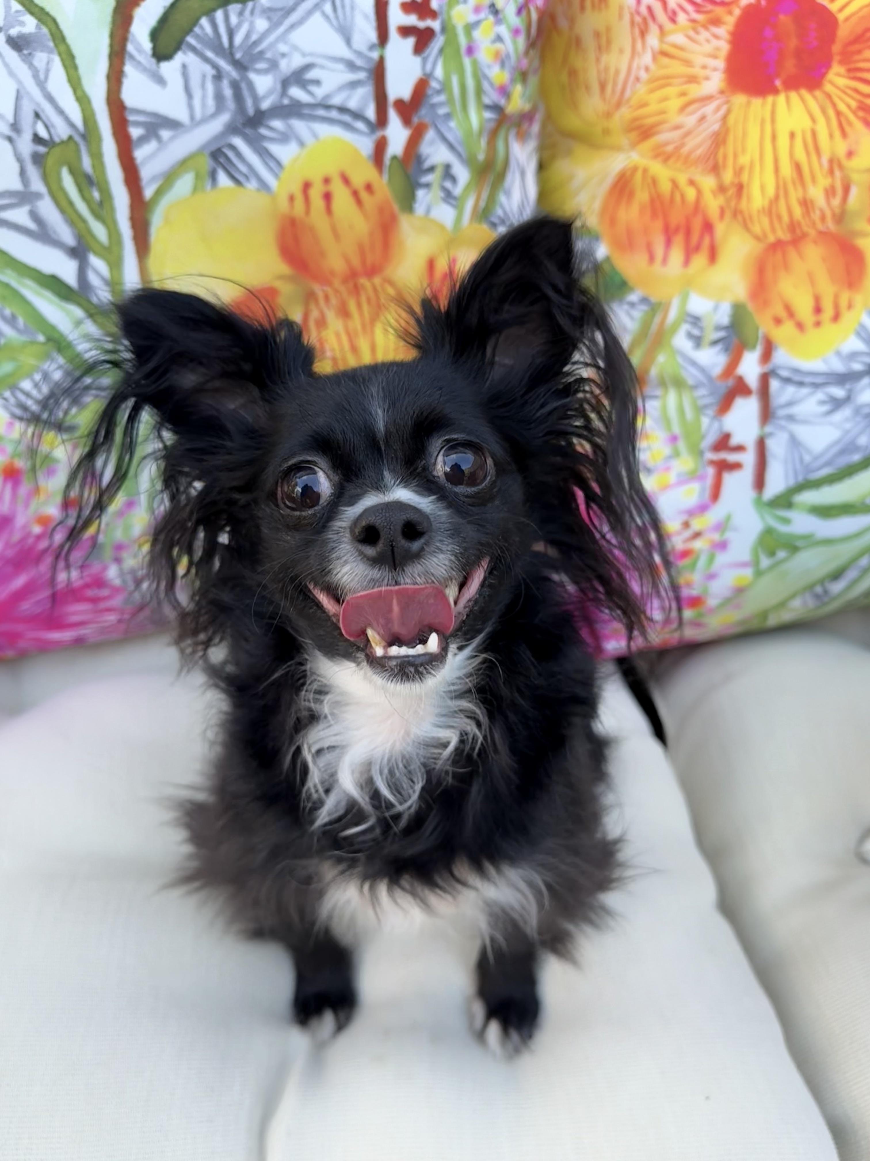 Enlarge Paris, a Adopted mixed breed in Atlanta, GA image 1/6