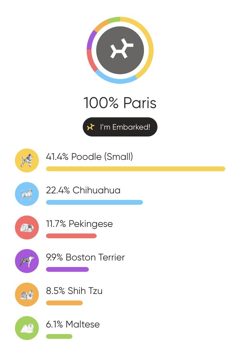 Enlarge Paris, a Adopted mixed breed in Atlanta, GA image 5/6