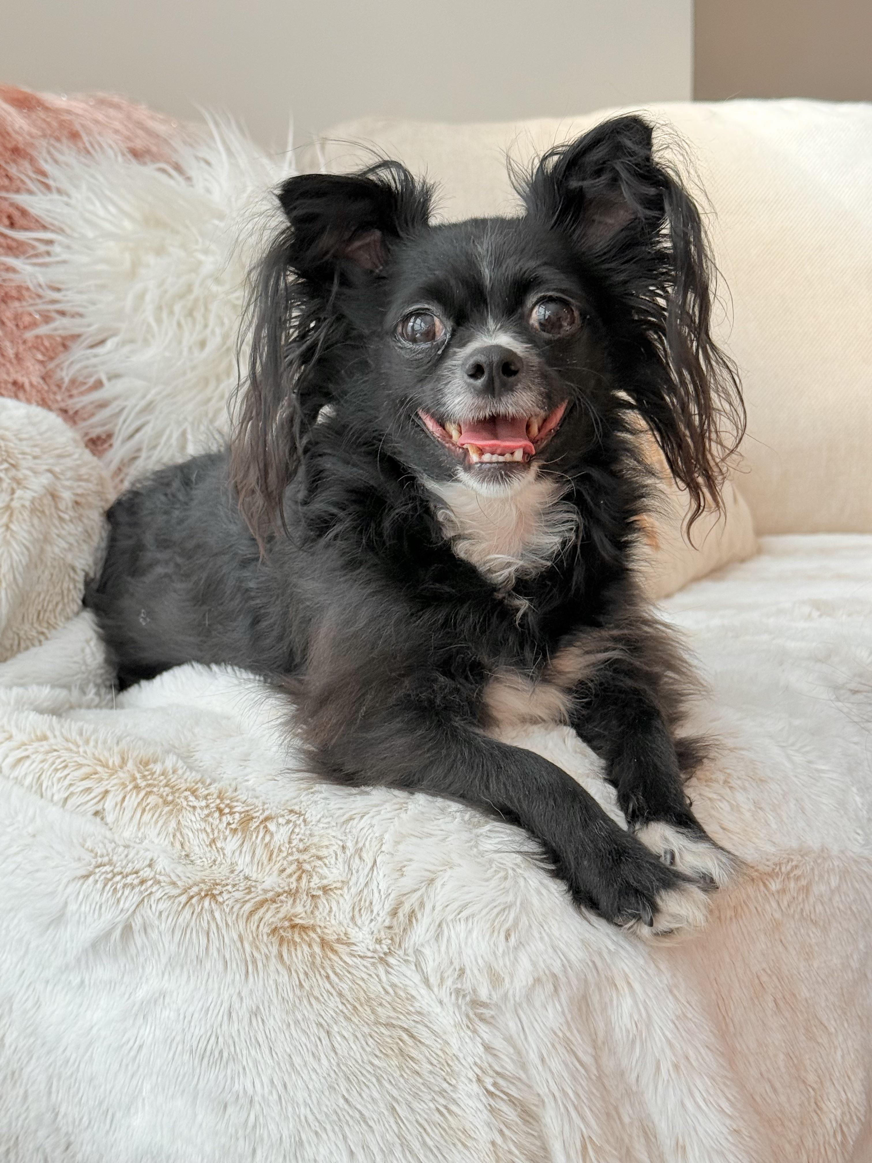 Enlarge Paris, a Adopted mixed breed in Atlanta, GA image 2/6