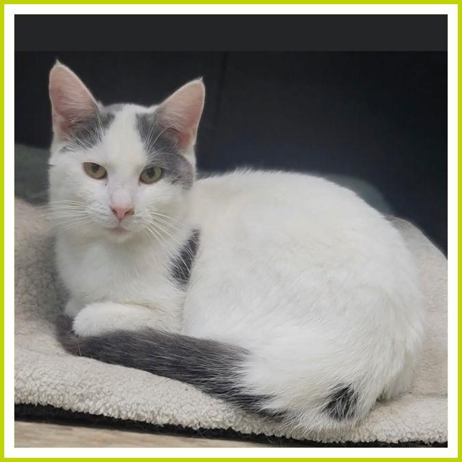 Shorty, Adopted, Adult Female Domestic Short Hair.