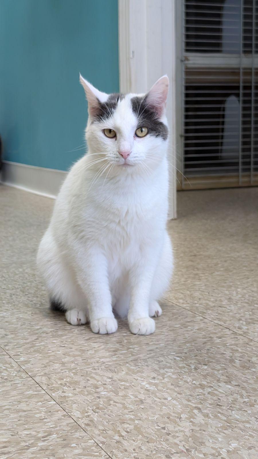 Enlarge Shorty, a Adopted Domestic Short Hair in Columbus, OH image 2/3