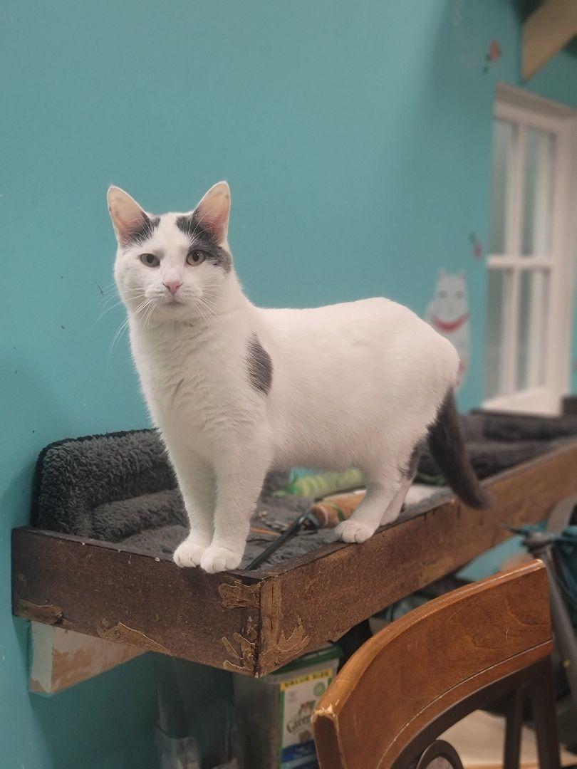 Enlarge Shorty, a Adopted Domestic Short Hair in Columbus, OH image 3/3