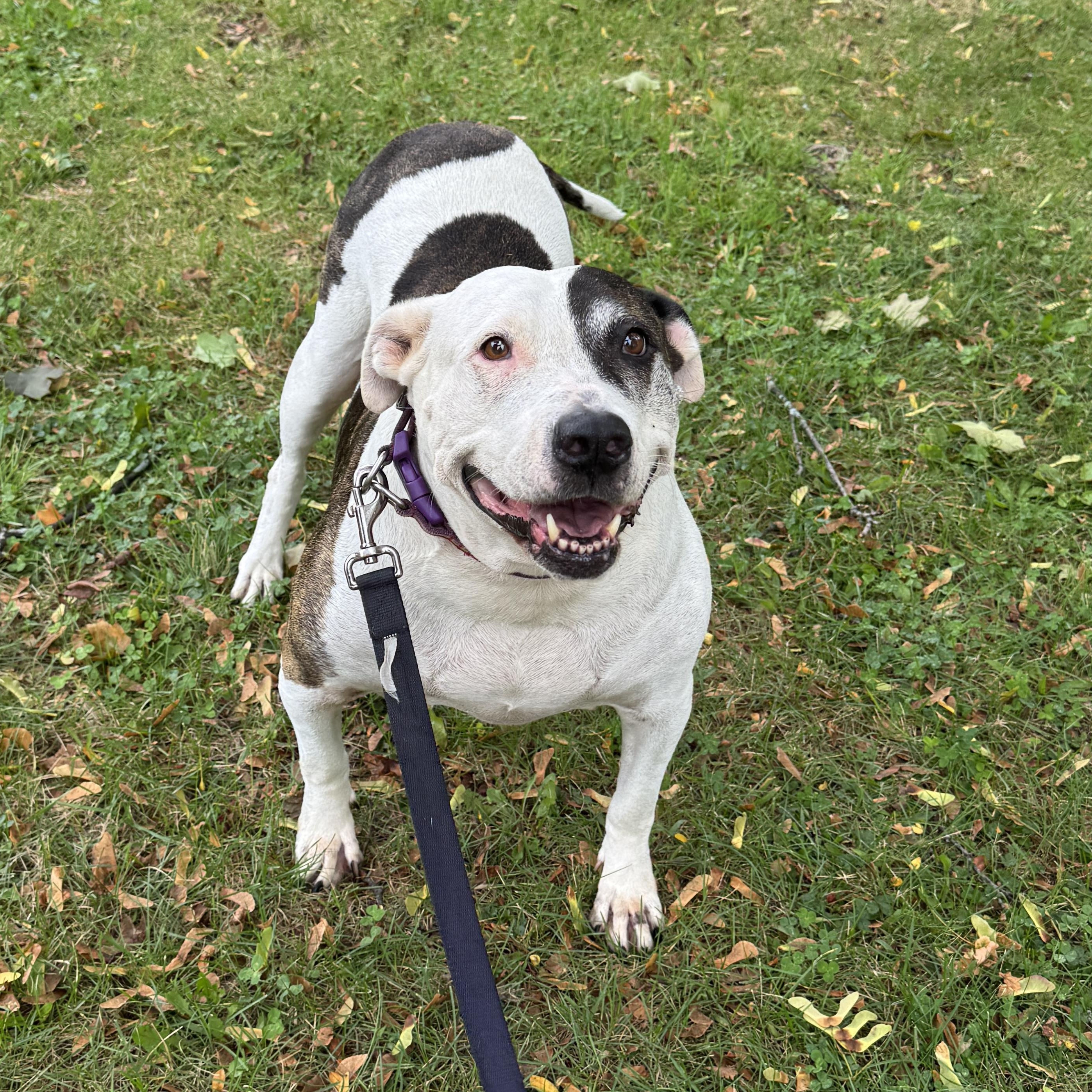 Enlarge ADRIANNA - Sweet Gentle Girl needs a Furever Home - PLs WATCH HER VIDEO, a Adoptable American Staffordshire Terrier in Clifton, NJ image 3/3